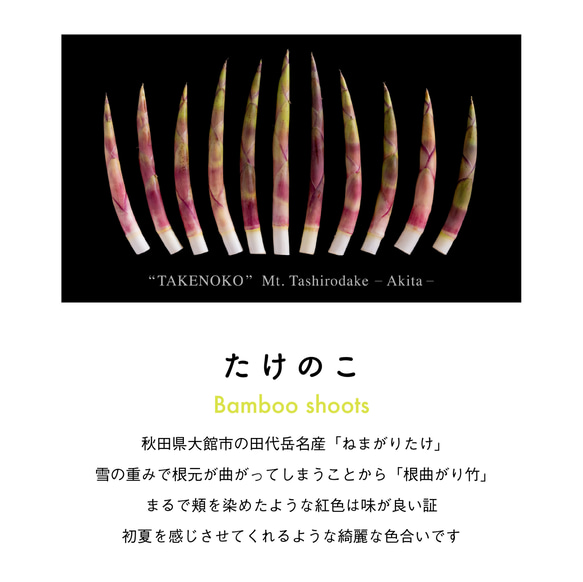 ［ NEW! ］たけのこＴシャツ 6枚目の画像