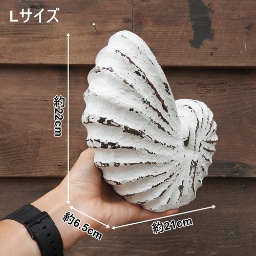 木製 オブジェ オウムガイ Lサイズ 21cm 貝 ホワイトウォッシュ 木彫り