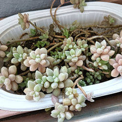 多肉初心者おすすめ 増える簡単朧月 カット苗 多肉植物 グリーンライフ