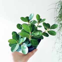 Premium Plants】エバーフレッシュ ネムノキ 観葉植物 大型 c その他