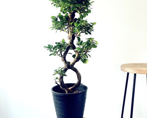 2e5d5ea4110098b0e26dfe4126692a