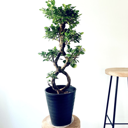 一点もの】希少 パンダガジュマル 福を呼ぶ八の字仕立て 観葉植物 calm