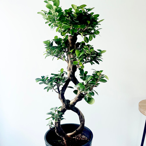 一点もの】希少 パンダガジュマル 福を呼ぶ八の字仕立て 観葉植物 calm