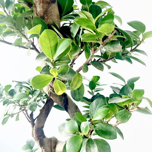 一点もの】希少 パンダガジュマル 福を呼ぶ八の字仕立て 観葉植物 calm