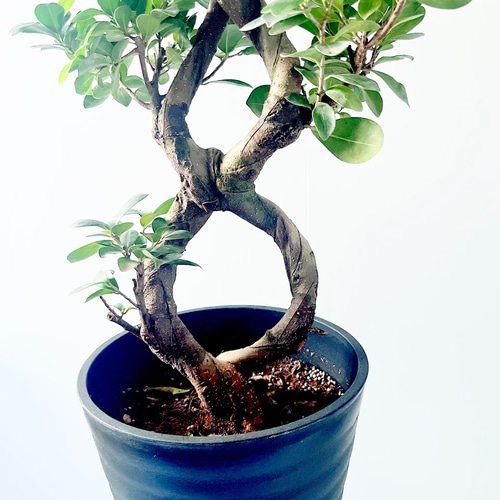 一点もの】希少 パンダガジュマル 福を呼ぶ八の字仕立て 観葉植物 calm