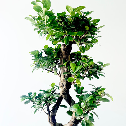 一点もの】希少 パンダガジュマル 福を呼ぶ八の字仕立て 観葉植物 calm