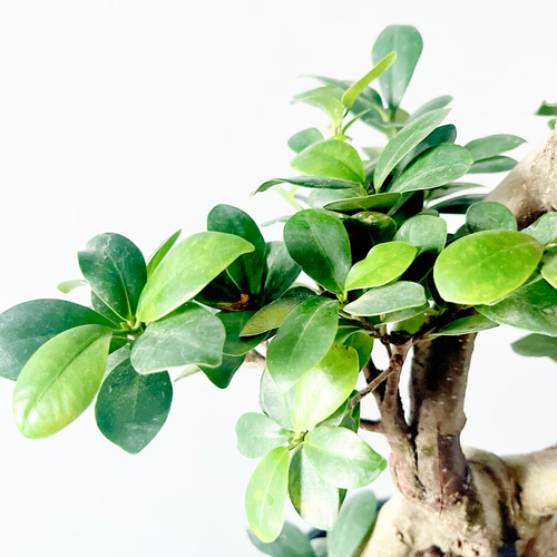 一点もの】希少 パンダガジュマル 福を呼ぶ八の字仕立て 観葉植物 calm