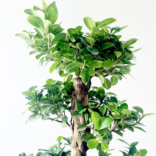 【再入荷】八の字 パンダガジュマル 希少 シンボルツリー 観葉植物 calm 再入荷】八の字 パンダガジュマル 希少 シンボルツリー 観葉植物 calm