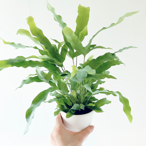 人気》フレボディウム ブルースター シダ植物 爽やか 涼しげ Sサイズ