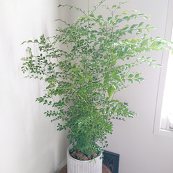●数量限定●新作●　※厳選樹形 　大きめ　”シマトネリコ　鉢/受け皿セット"　観葉植物　おしゃれ　シンボルツリー　玄関 2枚目の画像