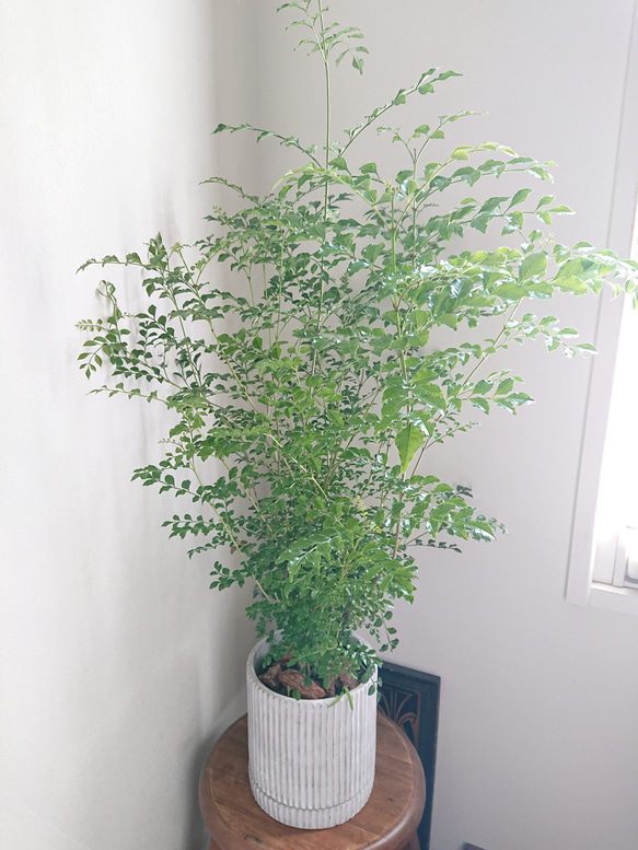 ●数量限定●新作●　※厳選樹形 　大きめ　”シマトネリコ　鉢/受け皿セット"　観葉植物　おしゃれ　シンボルツリー　玄関 2枚目の画像