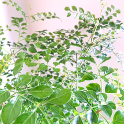●数量限定●新作●　※厳選樹形 　大きめ　”シマトネリコ　鉢/受け皿セット"　観葉植物　おしゃれ　シンボルツリー　玄関 5枚目の画像