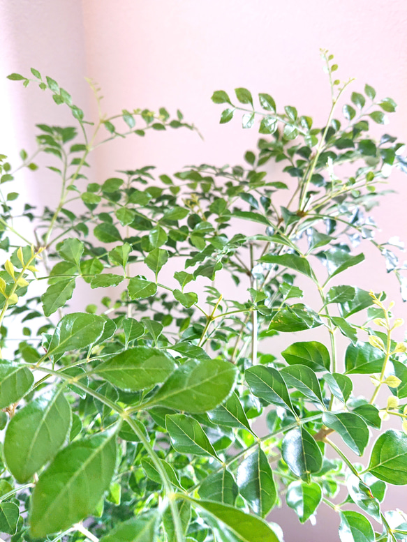 ●数量限定●新作●　※厳選樹形 　大きめ　”シマトネリコ　鉢/受け皿セット"　観葉植物　おしゃれ　シンボルツリー　玄関 5枚目の画像
