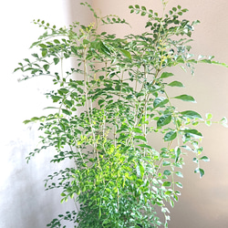 ●数量限定●新作●　※厳選樹形 　大きめ　”シマトネリコ　鉢/受け皿セット"　観葉植物　おしゃれ　シンボルツリー　玄関 3枚目の画像