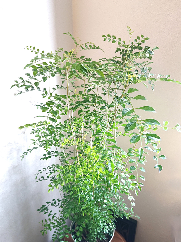 ●数量限定●新作●　※厳選樹形 　大きめ　”シマトネリコ　鉢/受け皿セット"　観葉植物　おしゃれ　シンボルツリー　玄関 3枚目の画像