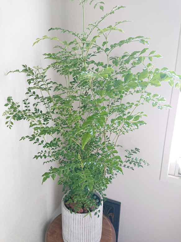 ●数量限定●新作●　※厳選樹形 　大きめ　”シマトネリコ　鉢/受け皿セット"　観葉植物　おしゃれ　シンボルツリー　玄関 1枚目の画像