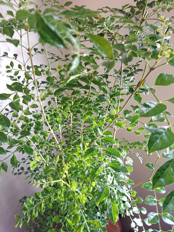 ●数量限定●新作●　※厳選樹形 　大きめ　”シマトネリコ　鉢/受け皿セット"　観葉植物　おしゃれ　シンボルツリー　玄関 4枚目の画像