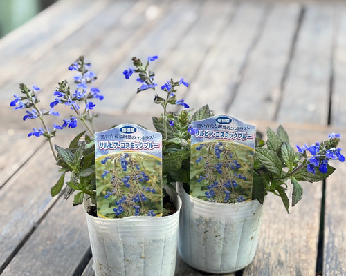 7911e2313d2881783b80e634ca09c9