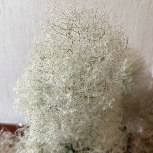スモークツリー 枝付き ボリューム 55cm【5】＊ ふわふわ ドライ