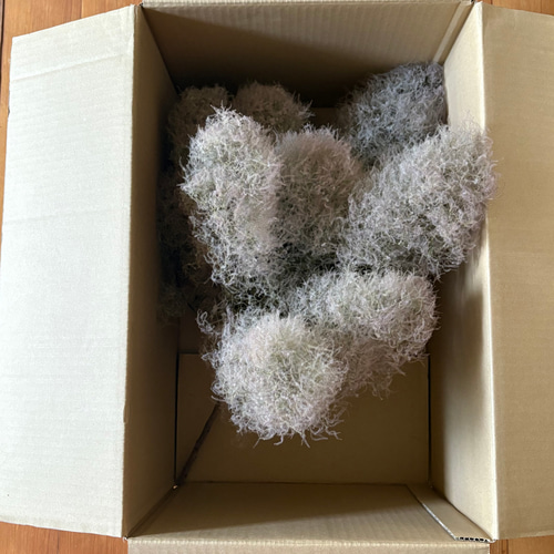 スモークツリー 蜜 枝付き ボリューム 55cm【10】＊ ふわふわ