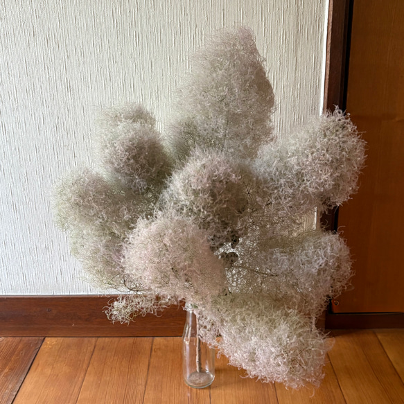 スモークツリー 蜜 枝付き ボリューム 55cm【10】＊ ふわふわ