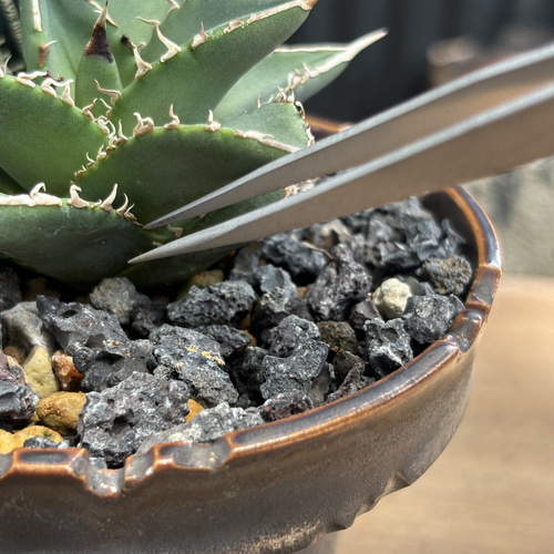 plants tweezers (植物用 ピンセット) 2本セット アガベ サボテン 多肉