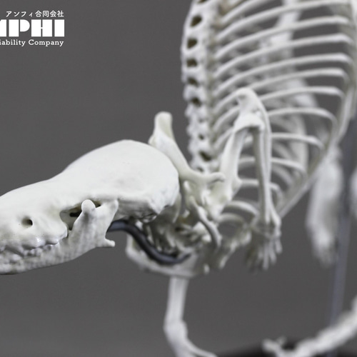 カワネズミ （Chimarrogale platycephalus）2倍拡大全身骨格