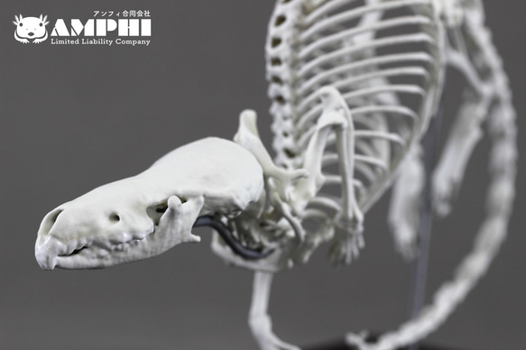 ウチワザメ 半身骨格 ウチワザメ 半身骨格 - メルカリ