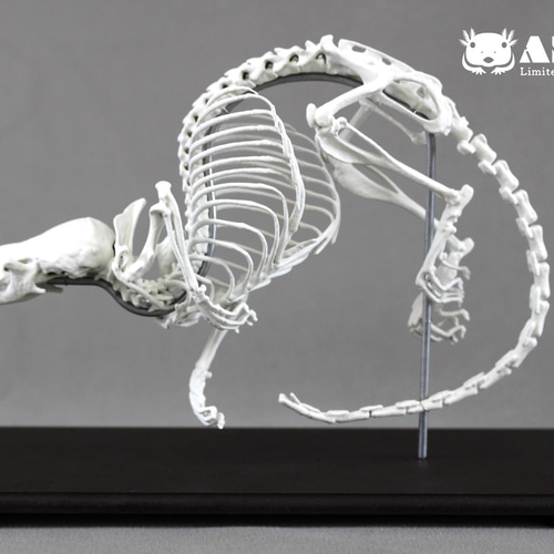 木彫　絶滅哺乳類　バルボロフェリス　頭骨模型　8cm eefb24d0369d010da49bb5afd6d14b