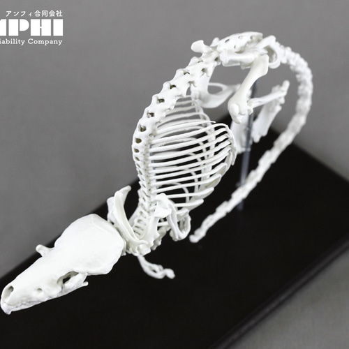 ウチワザメ 半身骨格 ステラーカイギュウ 縮小全身骨格レプリカ 1/20スケール