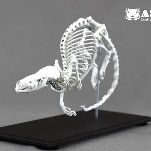 カワネズミ （Chimarrogale platycephalus）2倍拡大全身骨格レプリカ