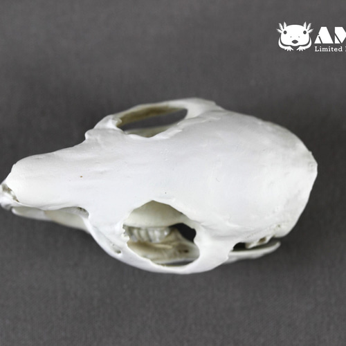 モルモット(Cavia porcellus)等倍頭骨 その他置物 アンフィ合同会社