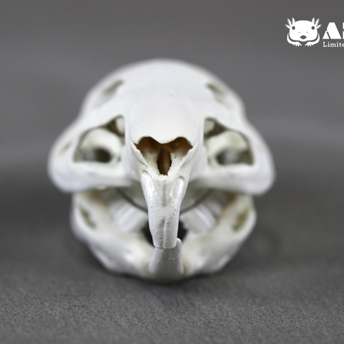 モルモット(Cavia porcellus)等倍頭骨 その他置物 アンフィ合同会社
