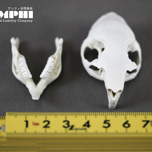 モルモット(Cavia porcellus)等倍頭骨 その他置物 アンフィ合同会社