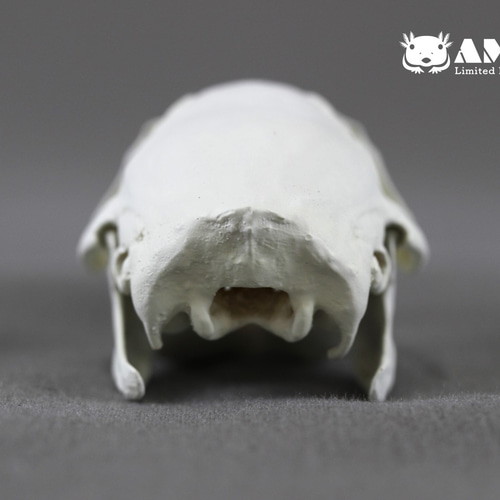 モルモット(Cavia porcellus)等倍頭骨 その他置物 アンフィ合同会社