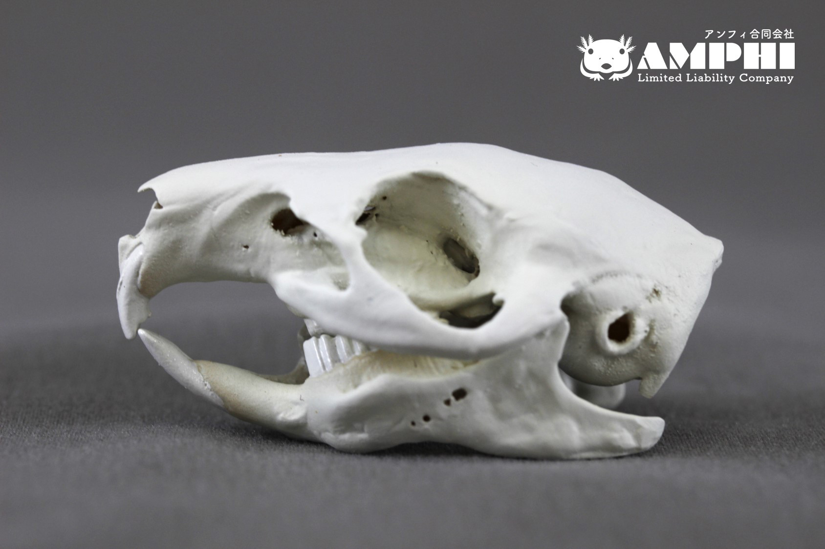 モルモット(Cavia porcellus)等倍頭骨