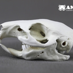 モルモット(Cavia porcellus)等倍頭骨 その他置物 アンフィ合同会社