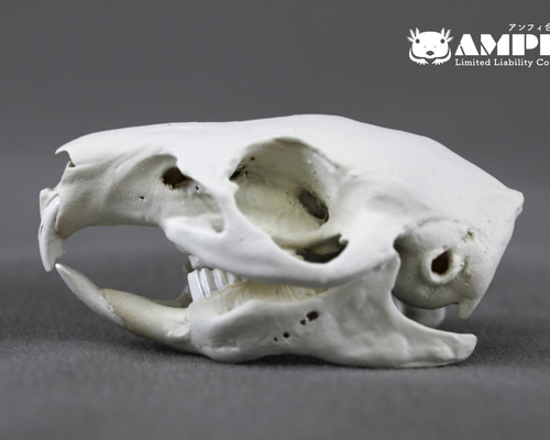 モルモット(Cavia porcellus)等倍頭骨 その他置物 アンフィ合同会社