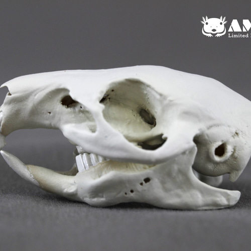 モルモット(Cavia porcellus)等倍頭骨 その他置物 アンフィ合同会社
