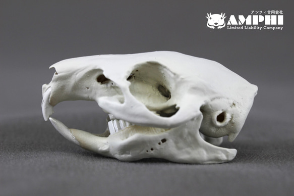 モルモット(Cavia porcellus)等倍頭骨 その他置物 アンフィ合同会社