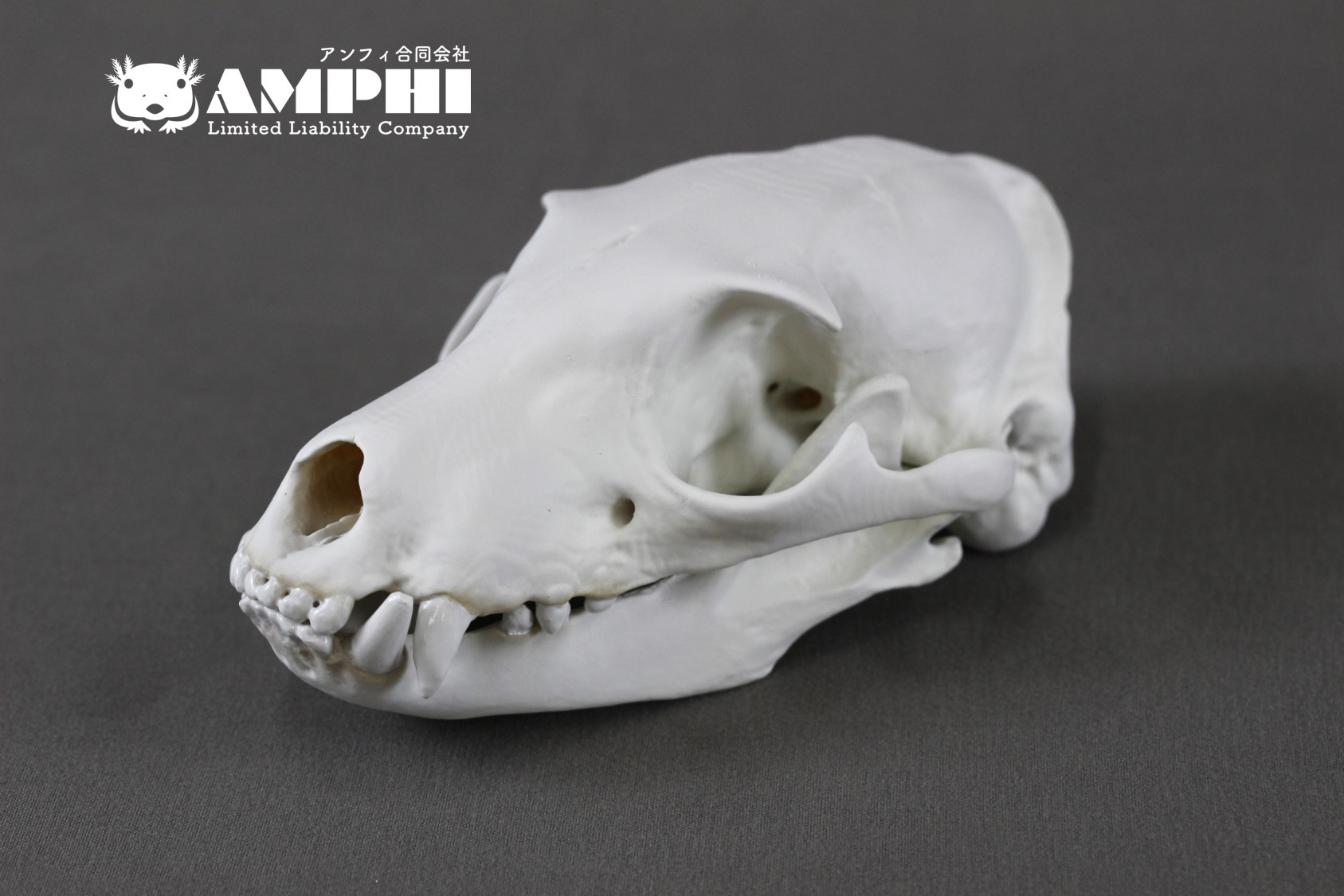 アードウルフ（ Proteles cristatus）原寸大頭骨レプリカ