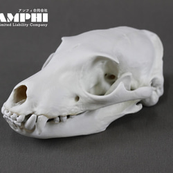 高品質！モルモット 頭骨 【公式通販】