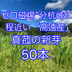 achi　マコモダケ苗　200本+α マコモタケ苗 マコモ苗　マコモダケ cf9af02f51c80271c8190353c0e0bc