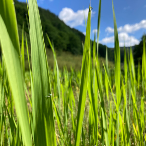 田植え用】マコモダケ 真菰(まこも)の新芽 苗100本 その他素材