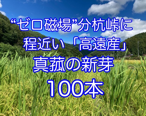 田植え用】マコモダケ 真菰(まこも)の新芽 苗100本 その他素材 MOKU