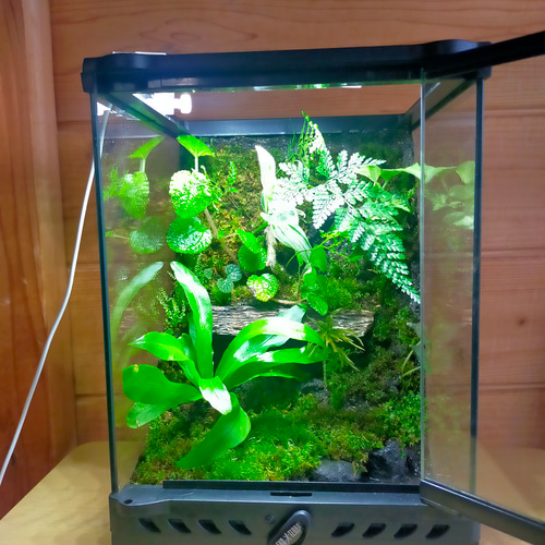 水槽 テラリウム （＾∇＾） 完成品！隠れ家つき苔テラリウム水槽、生体にも、グラステラリウムナノ