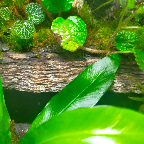 完成品！隠れ家付き｜苔と観葉植物の癒し空間／生体ケージ（グラステラリウムナノ） 完成品！隠れ家付き｜苔と観葉植物の癒し空間／生体ケージ