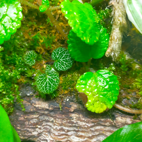 隠れ家付き！苔テラリウム、生体飼育ケージ、グラステラリウムナノ 隠れ家付き！苔テラリウム、生体飼育ケージ、グラステラリウム