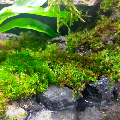 完成品！隠れ家つき苔テラリウム水槽、生体にも、グラステラリウムナノ