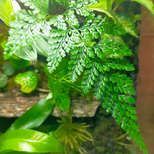 完成品！隠れ家付き｜苔と観葉植物の癒し空間／生体ケージ（グラステラリウムナノ） 完成品！隠れ家付き｜苔と観葉植物の癒し空間／生体ケージ